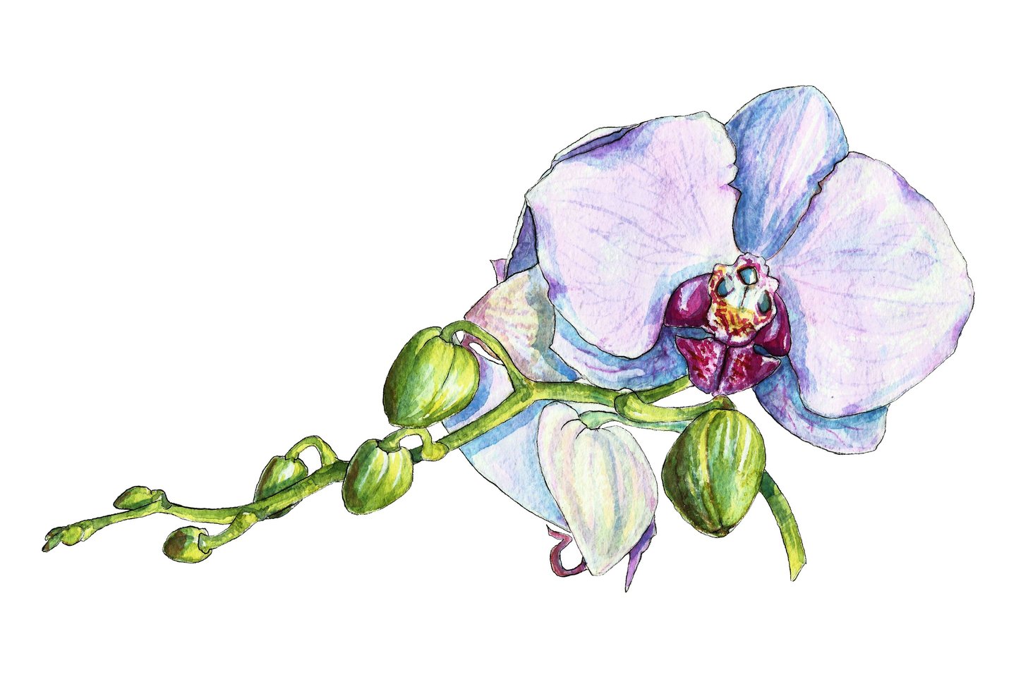 Szkice tatuaży orchidea