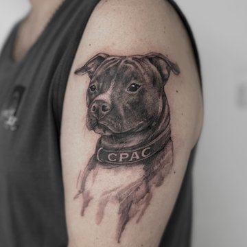 tatuaż amstaff