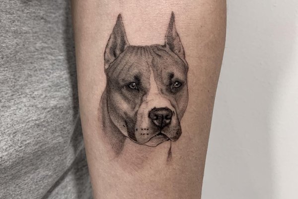 tatuaż amstaff
