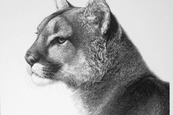 Tatuaż puma