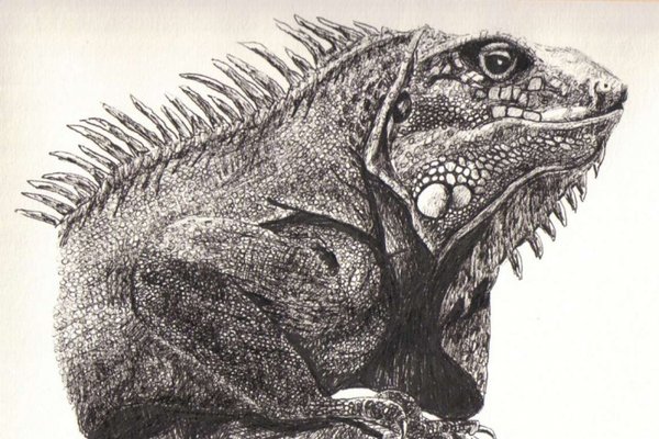 Iguana