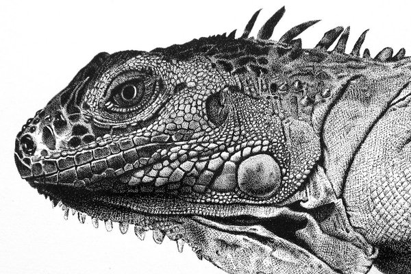 Iguana
