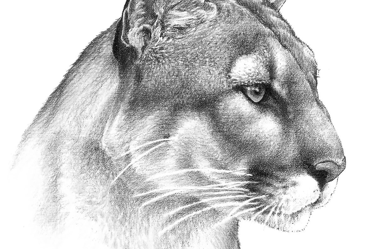 Tatuaż puma