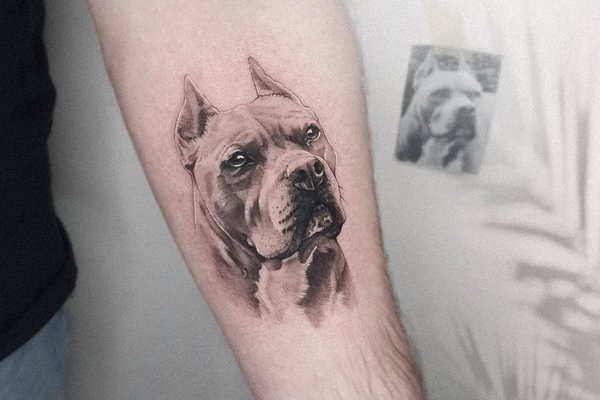 tatuaż amstaff