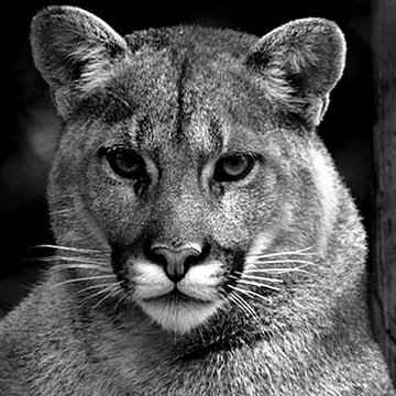 Tatuaż puma