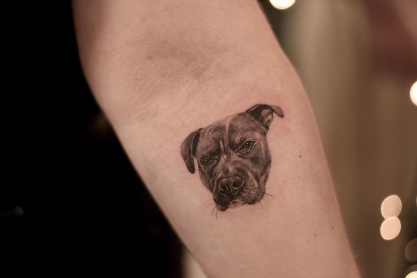 tatuaż amstaff
