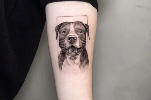 tatuaż amstaff