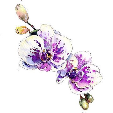 Szkice tatuaży orchidea