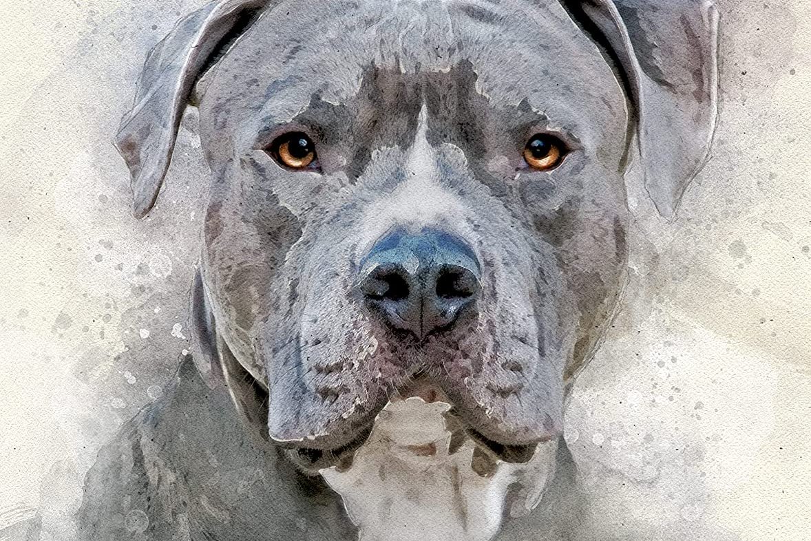 Tatuaż pitbull