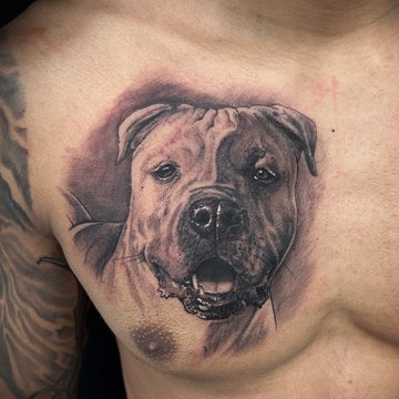 tatuaż amstaff