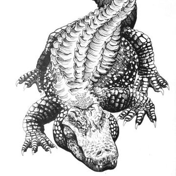 tatuaż krokodyl