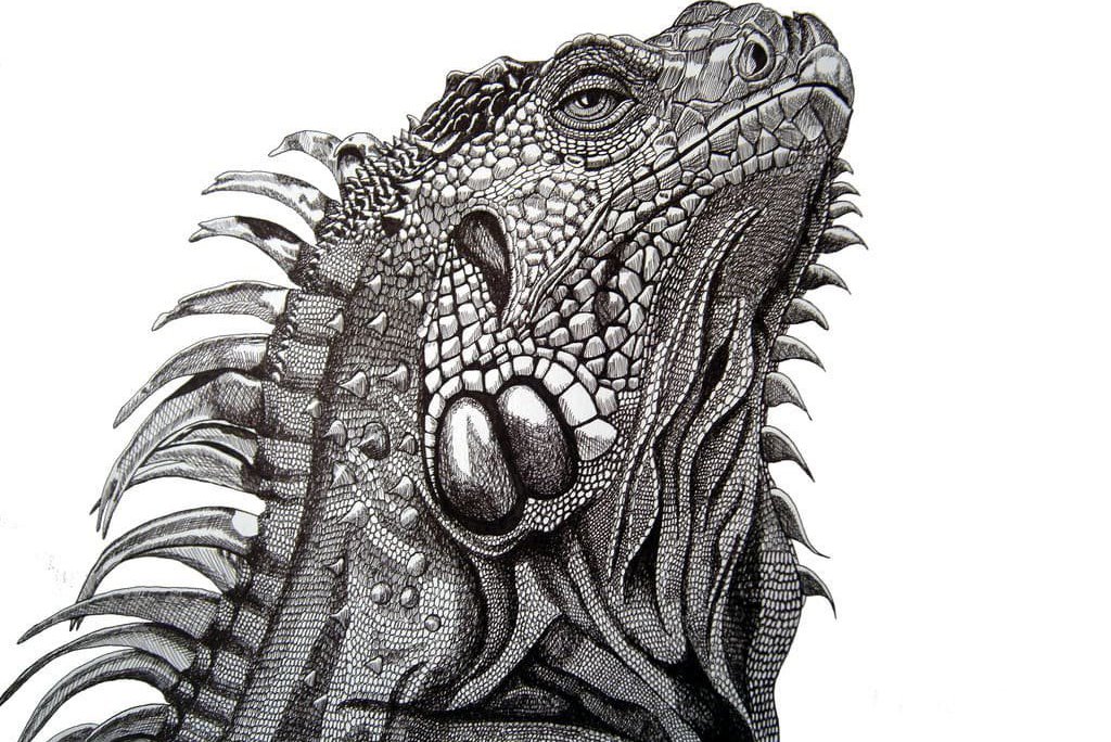 Iguana