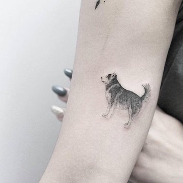 Szkice tatuażu „husky”