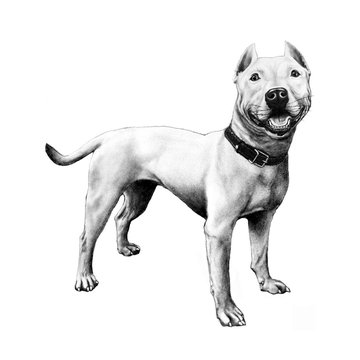 Tatuaż pitbull