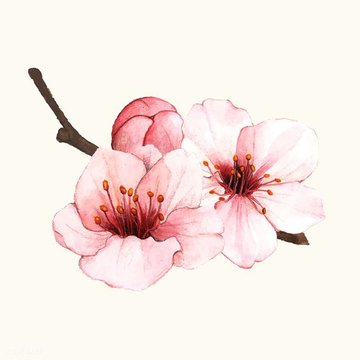 Szkice tatuażu „Sakura”