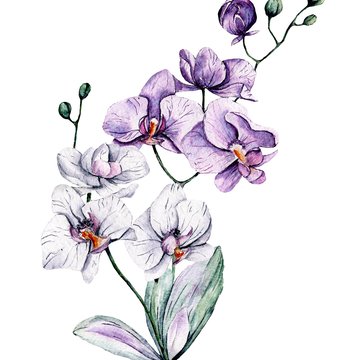 Szkice tatuaży orchidea