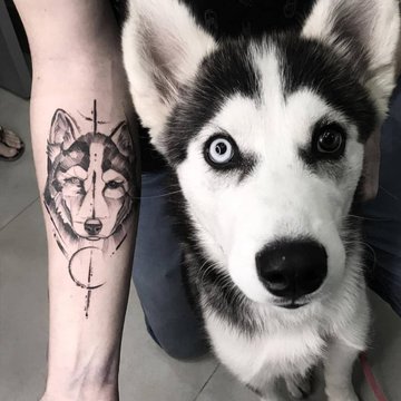 Szkice tatuażu „husky”