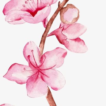 Szkice tatuażu „Sakura”