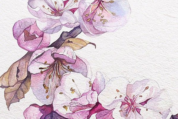 Szkice tatuażu „Sakura”
