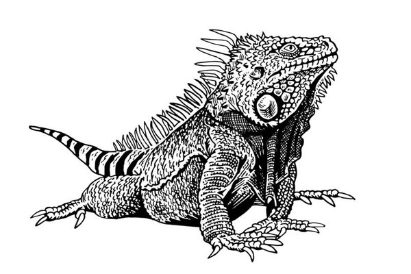 Iguana