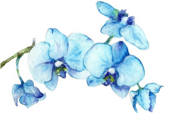Szkice tatuaży orchidea