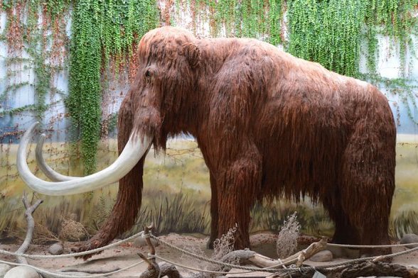 Tatuaż mamut