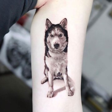 Szkice tatuażu „husky”