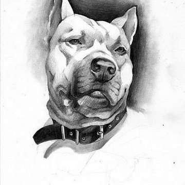 Tatuaż pitbull